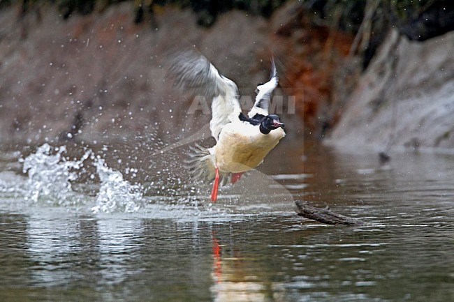 Mannetje Grote Zaagbek opvliegend, Goosander male setting off stock-image by Agami/Roy de Haas,