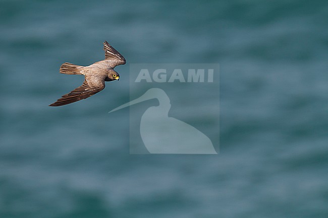 Sooty Falcon - Schieferfalke - Falco concolor, Oman, adult stock-image by Agami/Ralph Martin,