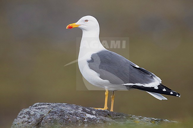 Lesser Black-backed Gull (Larus fuscus graellsii), adult standing on a rock stock-image by Agami/Saverio Gatto,