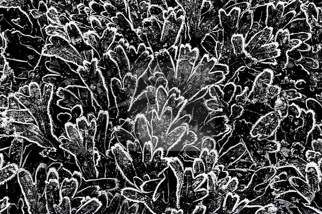 Spiral Wrack, Fucus spiralis stock-image by Agami/Wil Leurs,