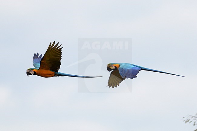  stock-image by Agami/Laurens Steijn,