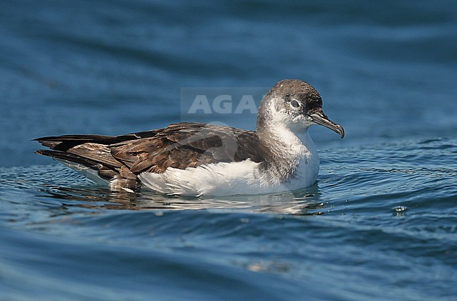 Manx Shearwater (Puffinus puffinus) is a species that lives at the Atlantic Ocean stock-image by Agami/Eduard Sangster,