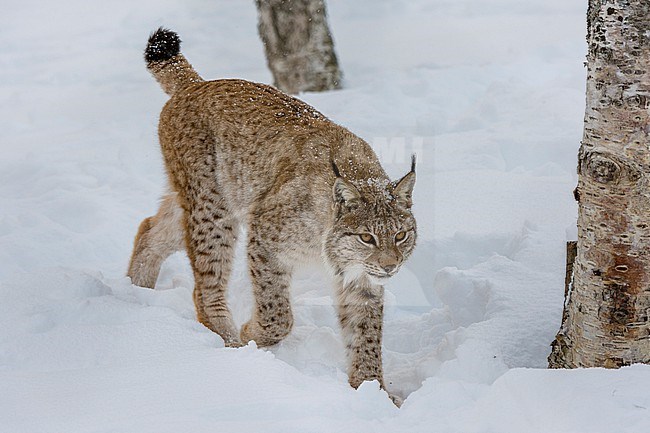 A European lynx, Lynx lynx, walking in the snow. Polar Park, Bardu, Troms, Norway. stock-image by Agami/Sergio Pitamitz,