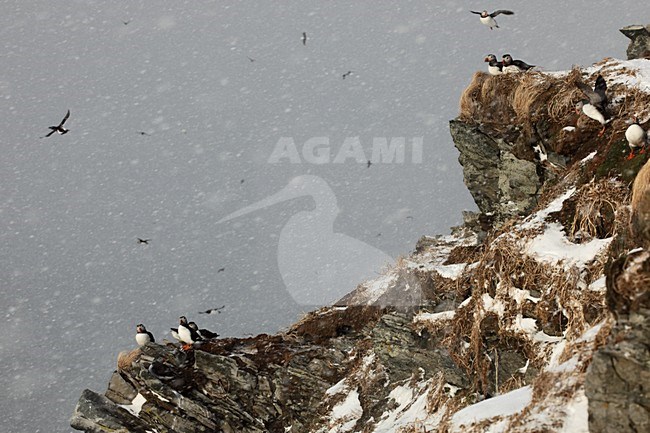 Papegaaiduikers in kolonie met sneeuw; Atlantic Puffins in colony with snow stock-image by Agami/Jari Peltomäki,