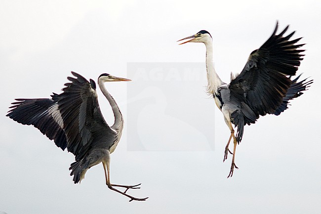 Vechtende Blauwe Reigers; Fighting Grey Herons stock-image by Agami/Bence Mate,