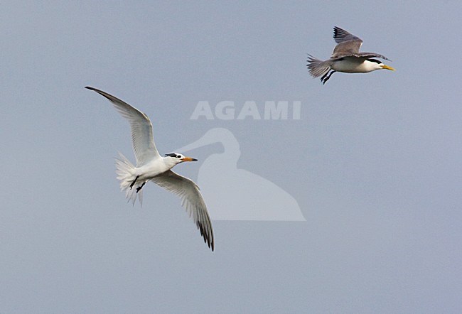 Chinese Kuifstern vliegend met Grote Kuifstern; Chinese Crested-Tern flying with Greater Crested-Tern stock-image by Agami/Arie Ouwerkerk,