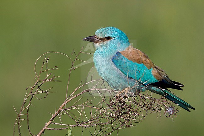 European Roller - Blauracke - Coracias garrulus ssp. semenowi, Kazakhstan, adult stock-image by Agami/Ralph Martin,
