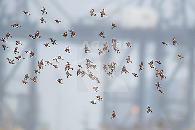 flock of Common Linnet (Linaria cannabina cannabina) flying over Prosperpolders near Kallo, Antwerp, Belgium. stock-image by Agami/Vincent Legrand,