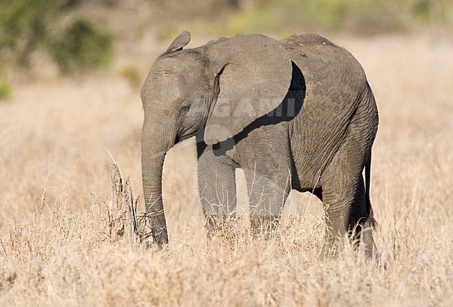 Afrikaanse Olifant in het Kruger Park; African Elephant at Kruger Park stock-image by Agami/Marc Guyt,