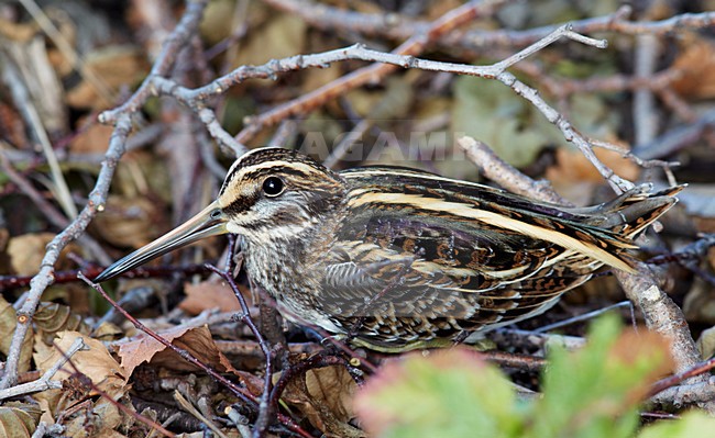 Bokje op de grond; Jack Snipe on the ground stock-image by Agami/Markus Varesvuo,