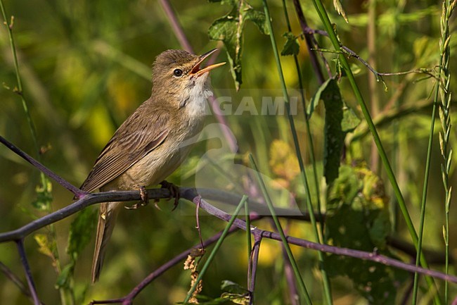 Zingende Bosrietzanger, Marsh Warbler singing stock-image by Agami/Daniele Occhiato,