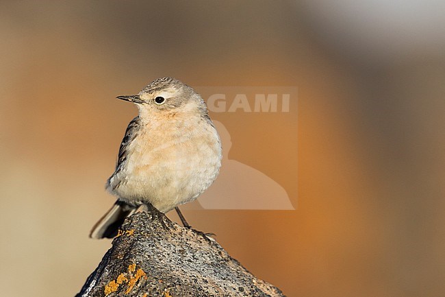 Water Pipit - Bergpieper - Anthus spinoletta ssp. blakistoni, Kyrgyzstan, adult stock-image by Agami/Ralph Martin,