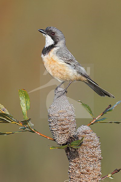 Rufous Whistler (Pachycephala rufiventris)  perched on a branch in eastern Australia. stock-image by Agami/Glenn Bartley,
