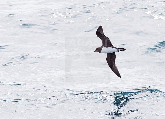 Magenta Petrel (Pterodroma magentae) flying at sea towards Chatham Islands, New Zealand. One of the few images taken at sea. stock-image by Agami/Marc Guyt,