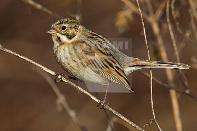 Rietgors, Reed Bunting; stock-image by Agami/Daniele Occhiato,