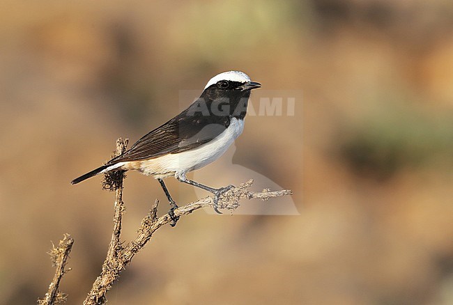 Male Arabian Wheatear (Oenanthe lugentoides) at Jabal Samhan, Salalah in Oman. Singing from an exposed perch. stock-image by Agami/Aurélien Audevard,