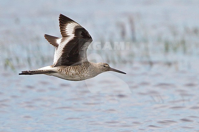 Willet in vlucht, Willet in flight stock-image by Agami/Glenn Bartley,