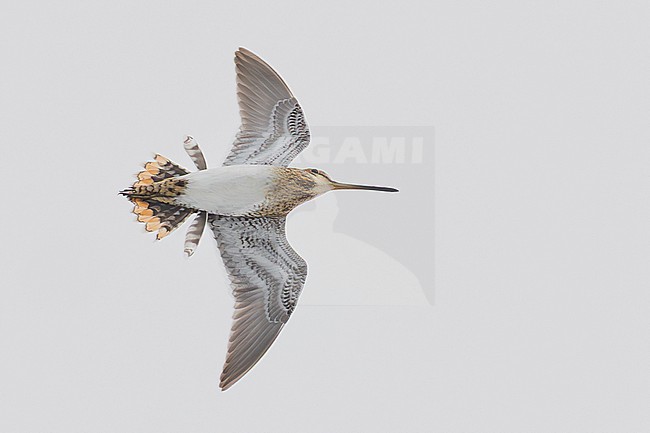Common Snipe (Gallinago gallinago), Adult displaying in flight, Finnmark, Norway stock-image by Agami/Saverio Gatto,