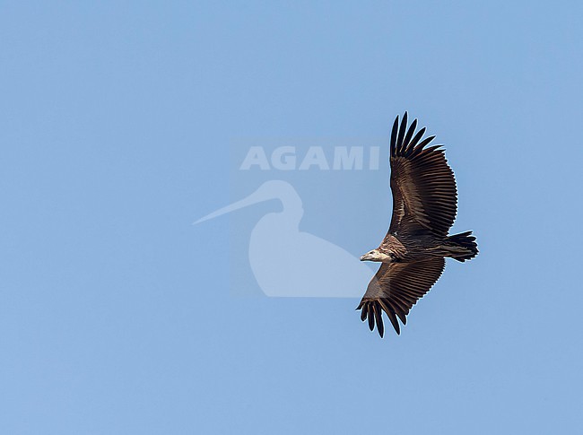 Immature White-rumped Vulture (Gyps bengalensis) in flight in northern India. Most probably this species. stock-image by Agami/Marc Guyt,