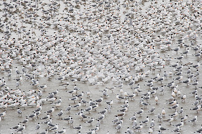 Huge wintering flock of Franklin's Gulls (Leucophaeus pipixcan) on a beach in northern Peru. With in the center a flock of Elegant terns. stock-image by Agami/Pete Morris,