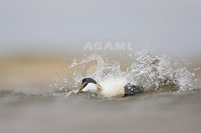 Badderend mannetje Eider; Male Common Eider bathing stock-image by Agami/Menno van Duijn,