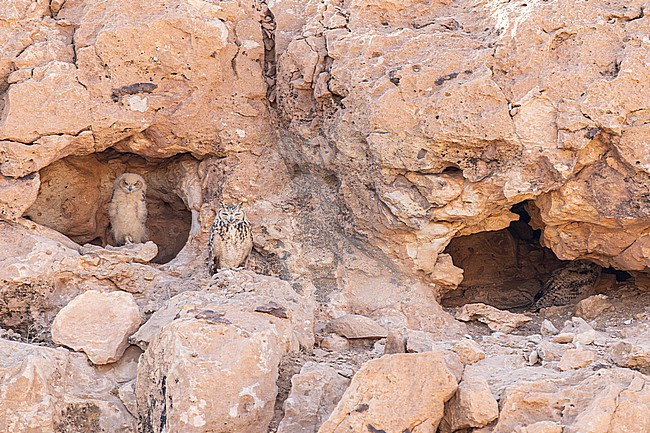 Pharaoh eagle-owl (Bubo ascalaphus) at their nest in Morocco. stock-image by Agami/Menno van Duijn,