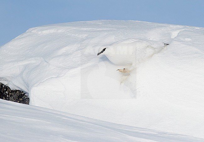 Ptarmigan male (Lagopus mutus) Utsjoki March 2017 stock-image by Agami/Markus Varesvuo,