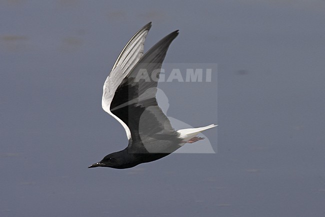 White-winged Tern adult summer-plumage flying, Witvleugelstern adult zomerkleed vliegend stock-image by Agami/Jari Peltomäki,