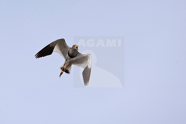 Adult grey-headed lapwing (Vanellus cinereus) in flight, found in fast eastern Mongolia in Dornod Aimag stock-image by Agami/Mathias Putze,
