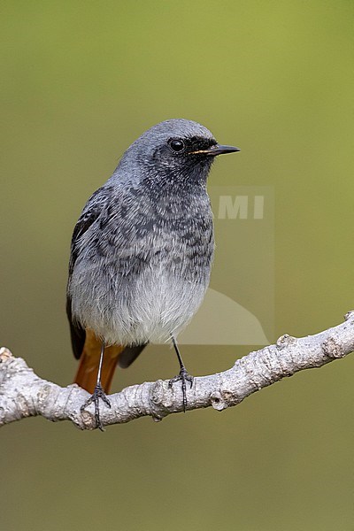 Western Black Redstart (Phoenicurus ochruros gibraltariensis), front view of an adult male perched on a branch, Campania, Italy stock-image by Agami/Saverio Gatto,