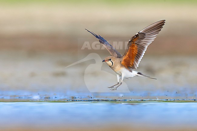 Collared Pratincole, Glareola pratincola, in Italy. stock-image by Agami/Daniele Occhiato,