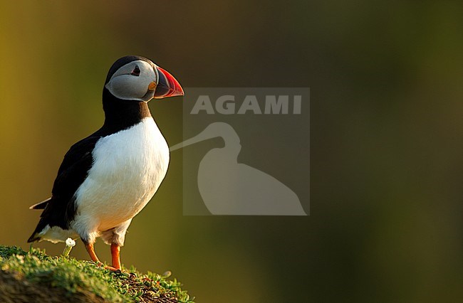 Papegaaiduiker bij nest hol, Atlantic Puffin  at nest burrow stock-image by Agami/Danny Green,