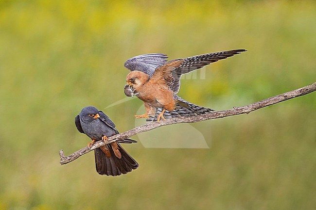 Pair (male and female) Red-footed Falcons (Falco vespertinus) stock-image by Agami/Alain Ghignone,