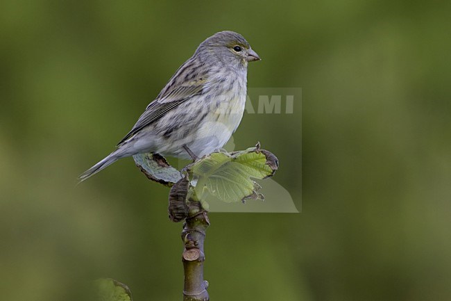 Atlantic Canary perched on branch; Kanarie zittend op tak stock-image by Agami/Daniele Occhiato,