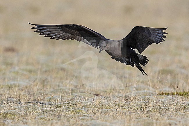 Parasitic Jaeger (Stercorarius parasiticus), dark morph adult in flight, Southern Region, Iceland stock-image by Agami/Saverio Gatto,