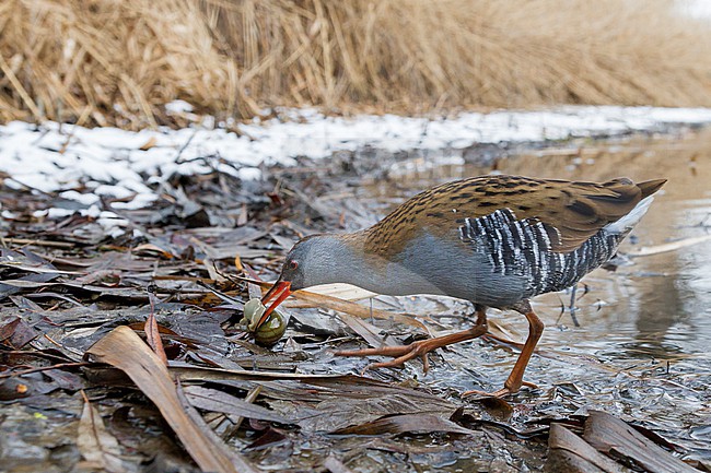 Adult Water Rail (Rallus aquaticus aquaticus) walking on the ground in a wetland in Germany. stock-image by Agami/Ralph Martin,