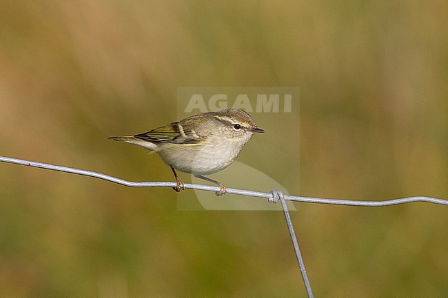 Yellow-browed Warbler (Phylloscopus inornatus) during autumn migration stock-image by Agami/Hugh Harrop,