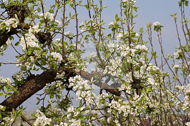 Fruitbomen in de Betuwe; Orchards in the Betuwe stock-image by Agami/Marc Guyt,