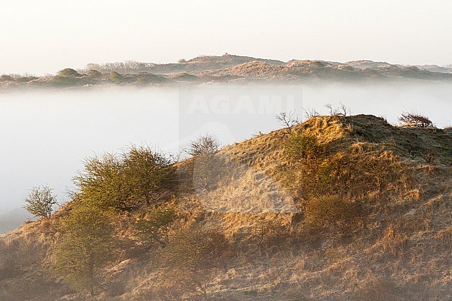 Misty dunes at Katwijk in spring stock-image by Agami/Marc Guyt,