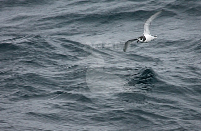 Blauwe Stormvogel vliegend boven de oceaan; Blue Petrel flying above the ocean stock-image by Agami/Marc Guyt,