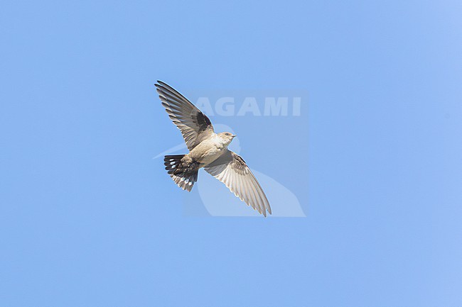 Crag Martin (Ptyonoprogne rupestris), adult in flight seen from below, Campania, Italy stock-image by Agami/Saverio Gatto,