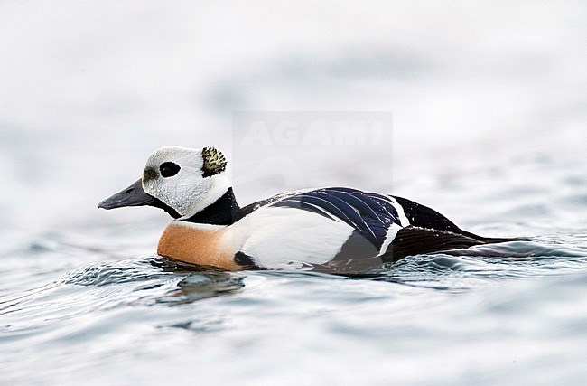  stock-image by Agami/Marc Guyt,