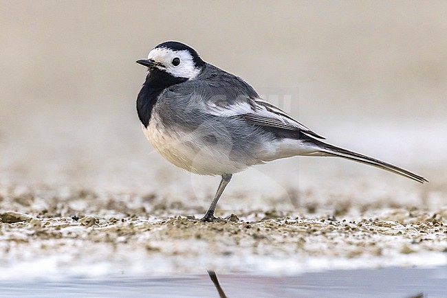 Pied Wagtail, Motacilla yarrellii, in Italy. stock-image by Agami/Daniele Occhiato,