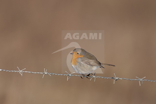 Roodborst op prikkeldraad; European Robin on barbed wire stock-image by Agami/Arnold Meijer,