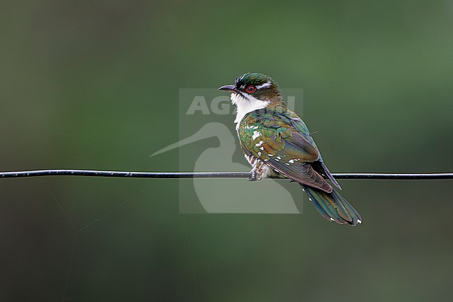 Adult Diederik Cuckoo (Chrysococcyx caprius) perched on a wire. stock-image by Agami/David Monticelli,