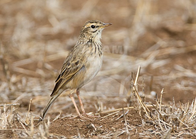Kaneelpieper in het Krugerpark; African Pipit in Kruger stock-image by Agami/Marc Guyt,