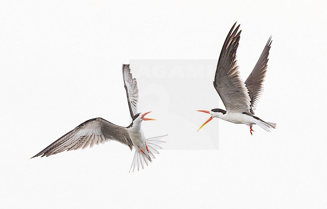 African Skimmer (Rynchops flavirostris) two in flight and fighting stock-image by Agami/Ian Davies,
