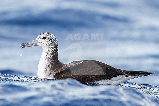 Streaked Shearwater (Calonectris leucomelas) off Ogasawara, Tokyo, Japan. stock-image by Agami/Yann Muzika,