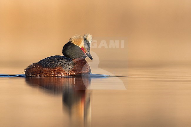 Horned Grebe (Podiceps auritus) swimming in a pond in Manitoba, Canada. stock-image by Agami/Glenn Bartley,