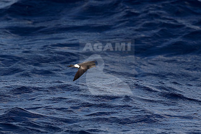 Wilson's Storm-petrel (Oceanites oceanicus) feeding at the water surface at Banco de la Concepcion, off Lanzarote Island. stock-image by Agami/David Monticelli,